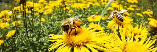 Ong hút mật hoa Hướng Dương
