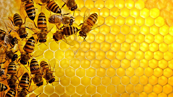 Quá trình làm mật của ong